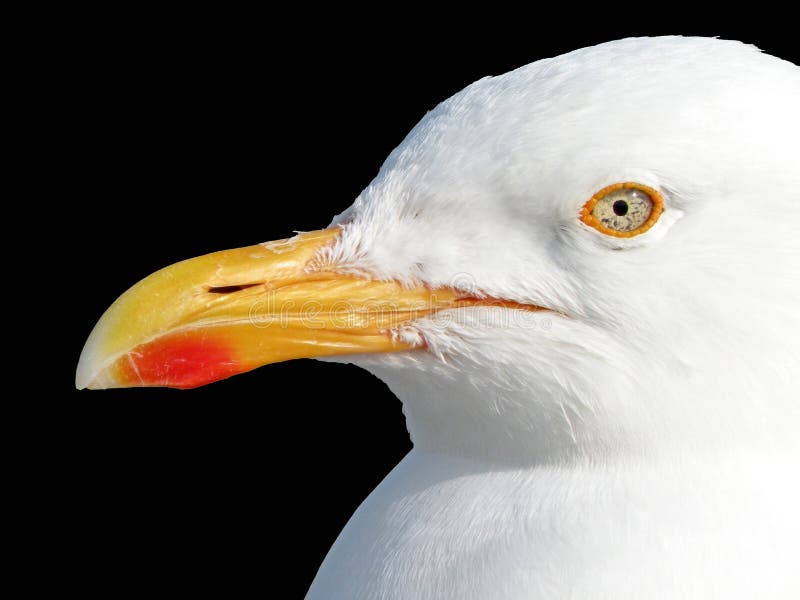 Seagull