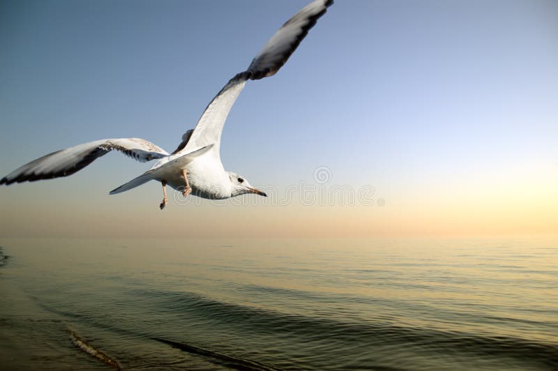 Seagull stock photography