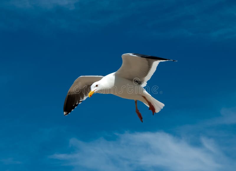 Seagull