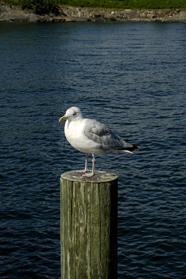 Seagull