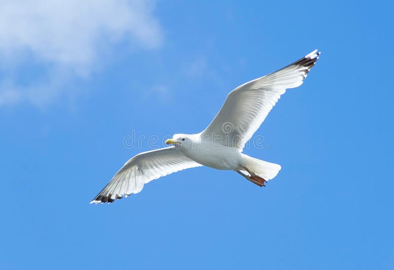 Seagull