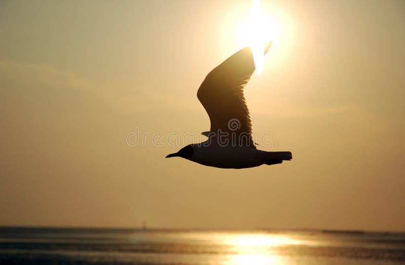 Seagull stock photography