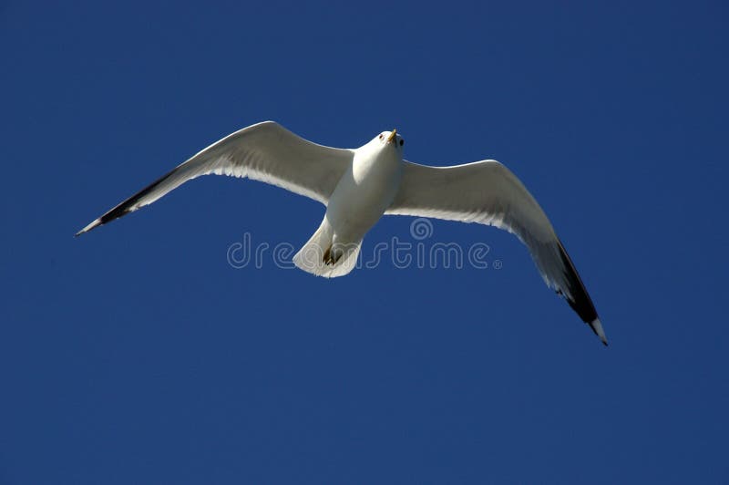 Seagull