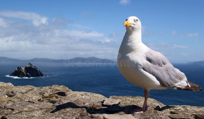 Seagull obrazy royalty free