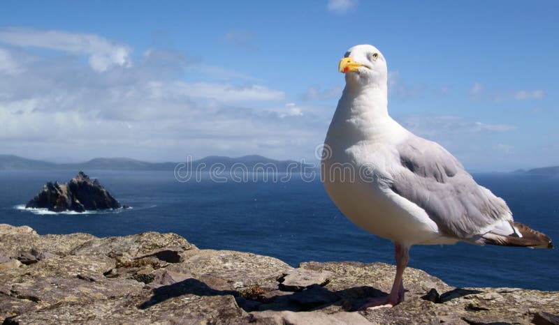 Seagull