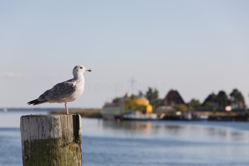 Seagull