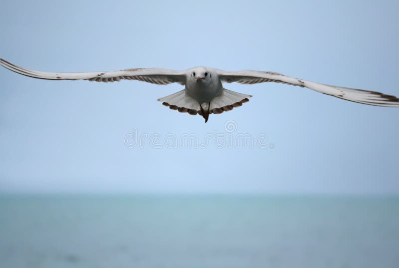 Seagull