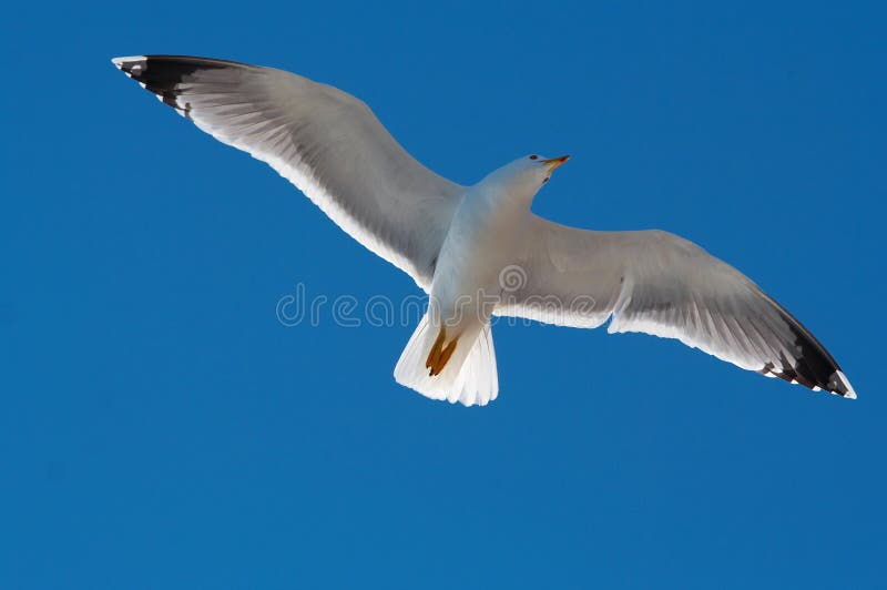 Seagull