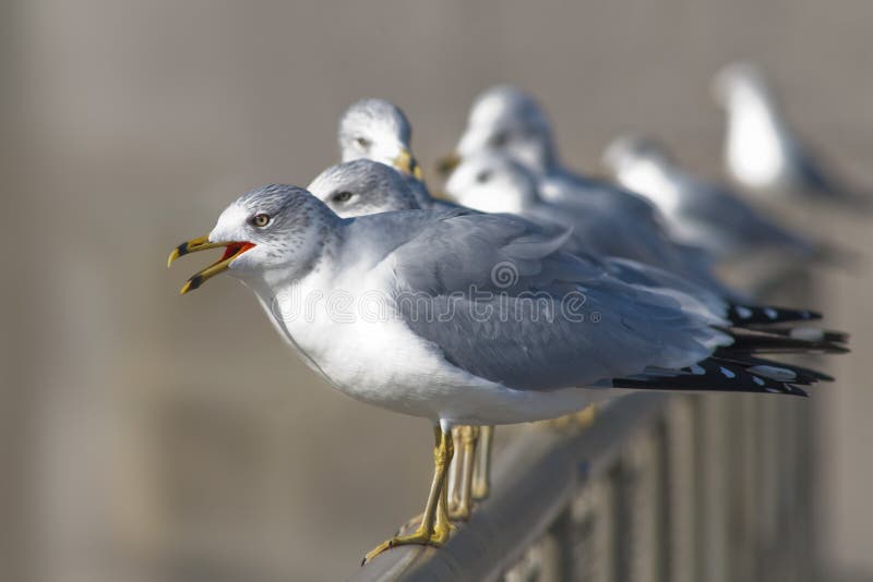 Seagull