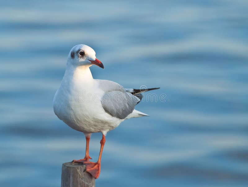 Seagull zdjęcie royalty free