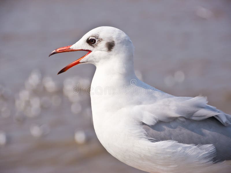 Seagull