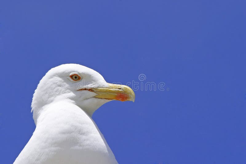 Seagull