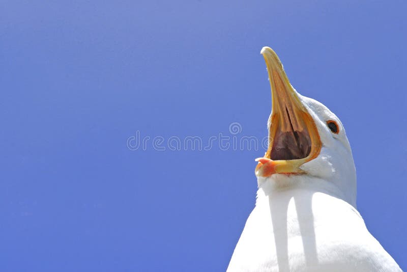 Seagull