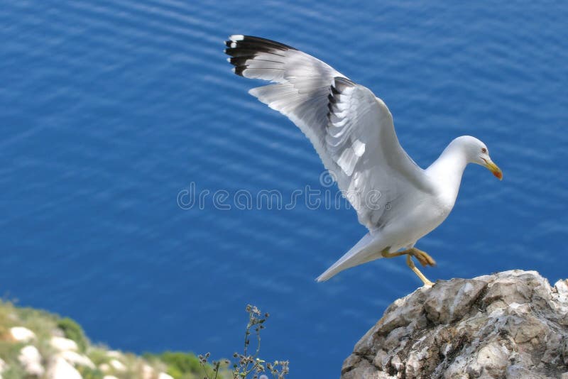 Seagull