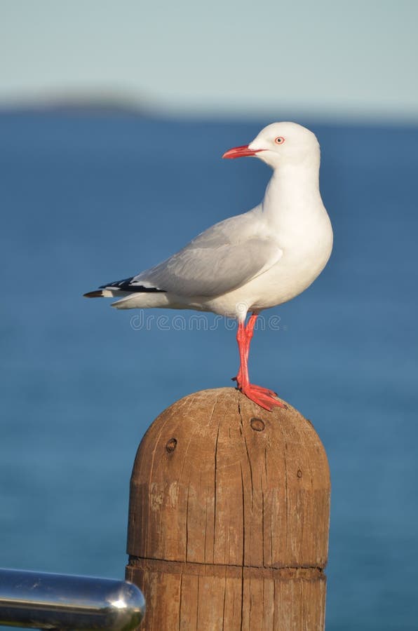 Seagull zdjęcia stock