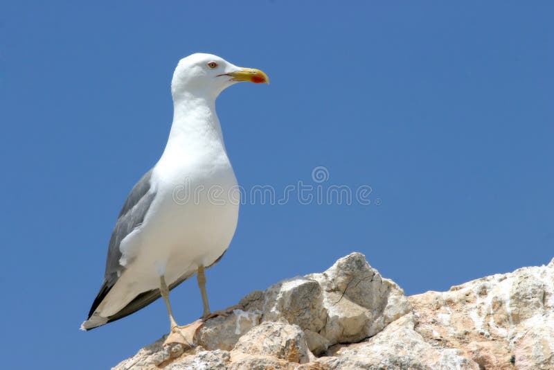 Seagull