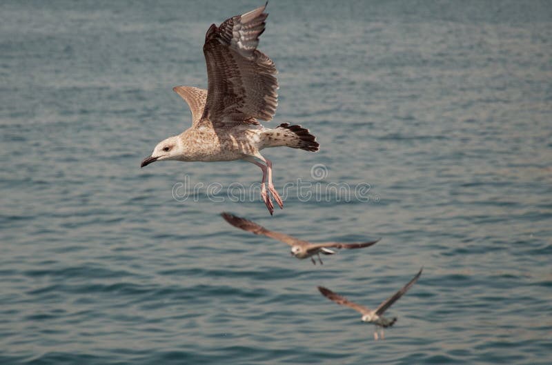Seagull