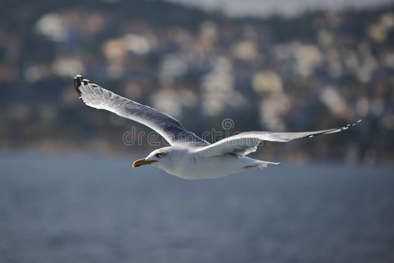 Seagull