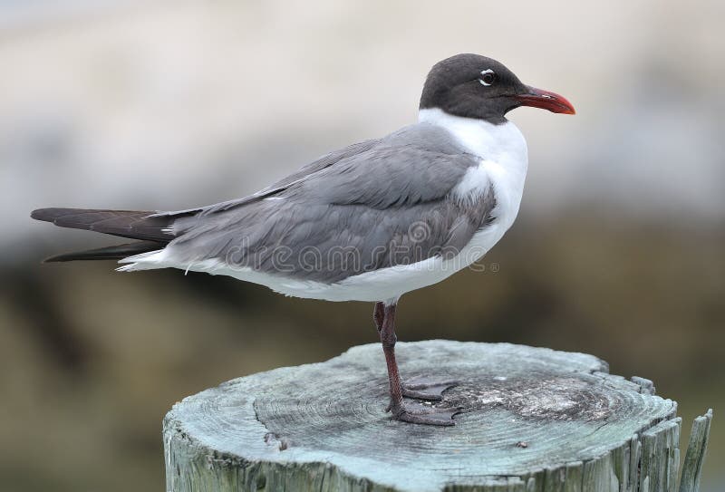Seagull fotografia stock