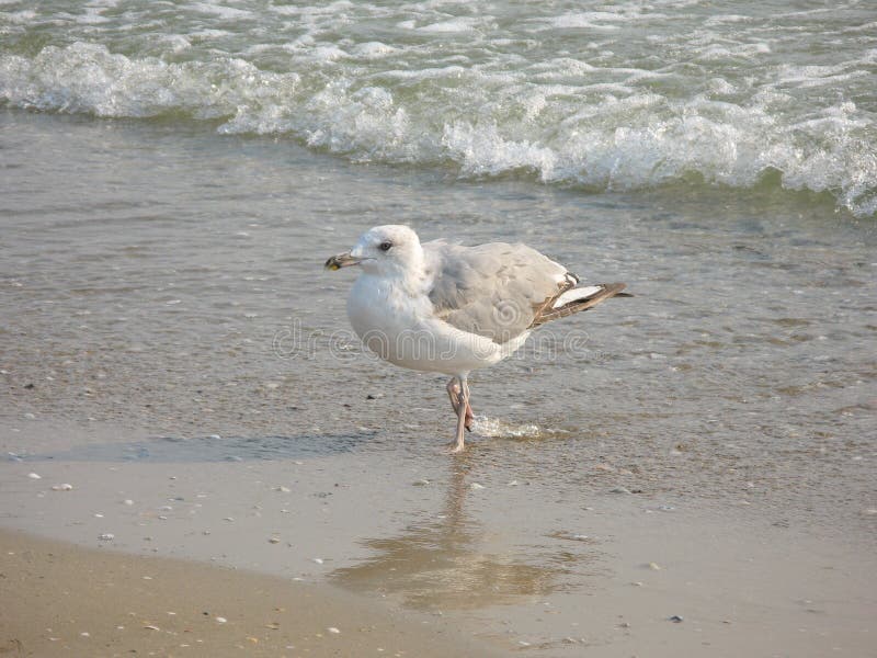 Seagull