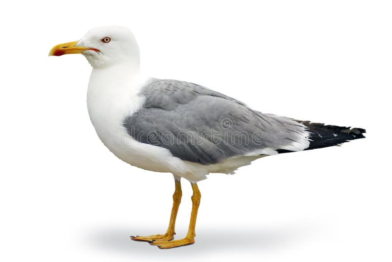 Seagull