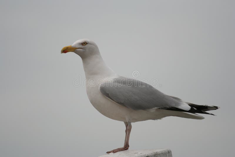 Seagull