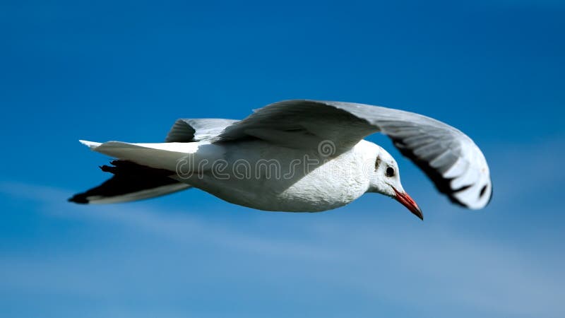 Seagull