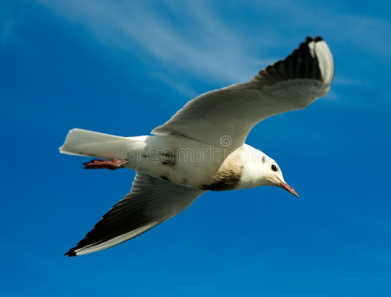 Seagull