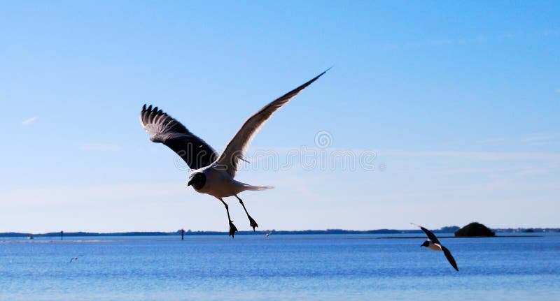 Seagull