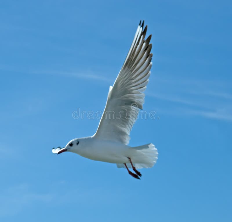 Seagull