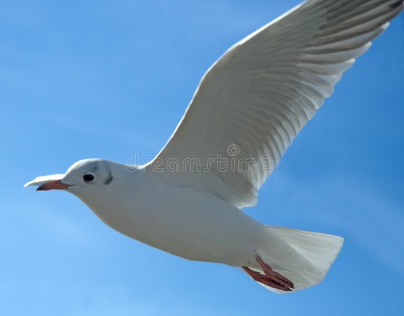 Seagull