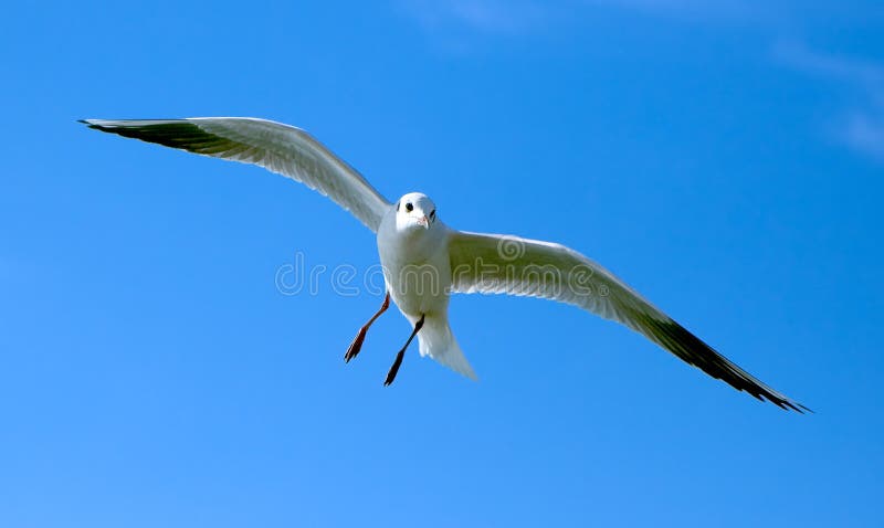 Seagull