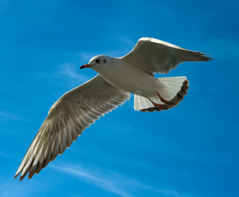 Seagull