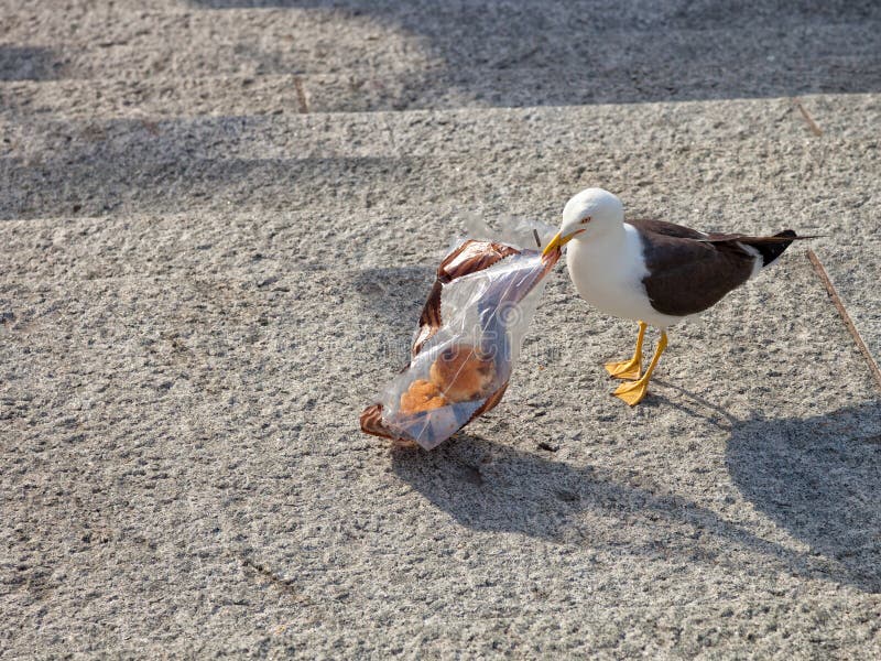 Seagull royaltyfri bild Seagull royaltyfri bild