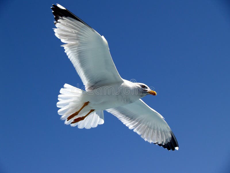 Seagull