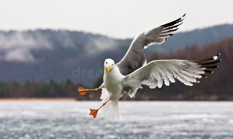 seagull royaltyfria bilder seagull royaltyfria bilder