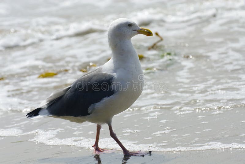 Seagull