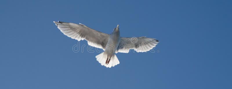 Seagull