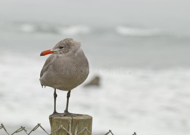 Seagull