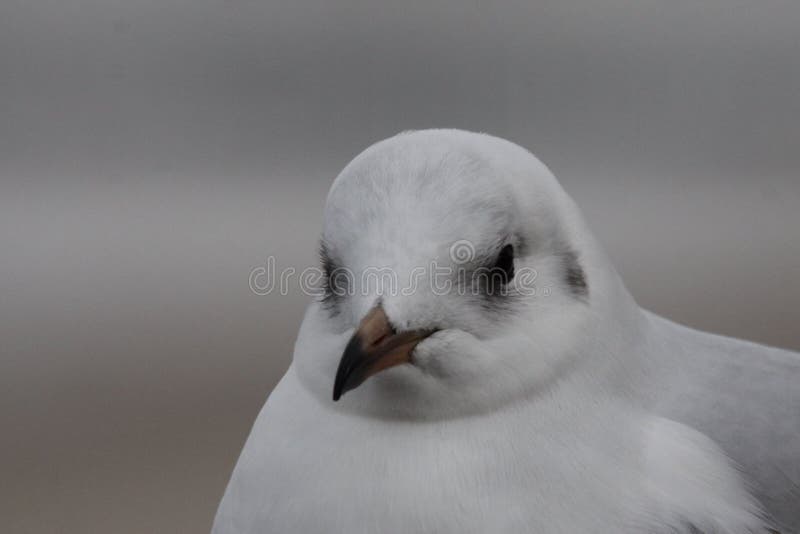 Seagull στοκ φωτογραφία με δικαίωμα ελεύθερης χρήσης Seagull στοκ φωτογραφία με δικαίωμα ελεύθερης χρήσης