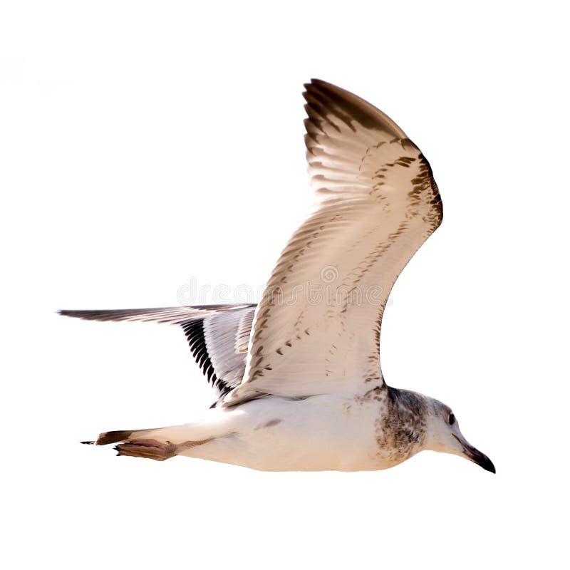 Seagull