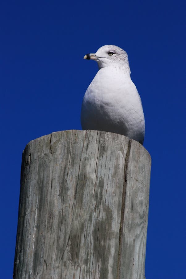 Seagull obrazy royalty free