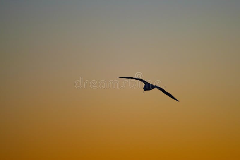 Seagull