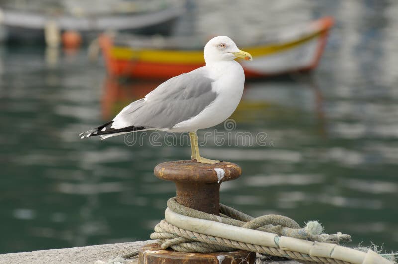 Seagull