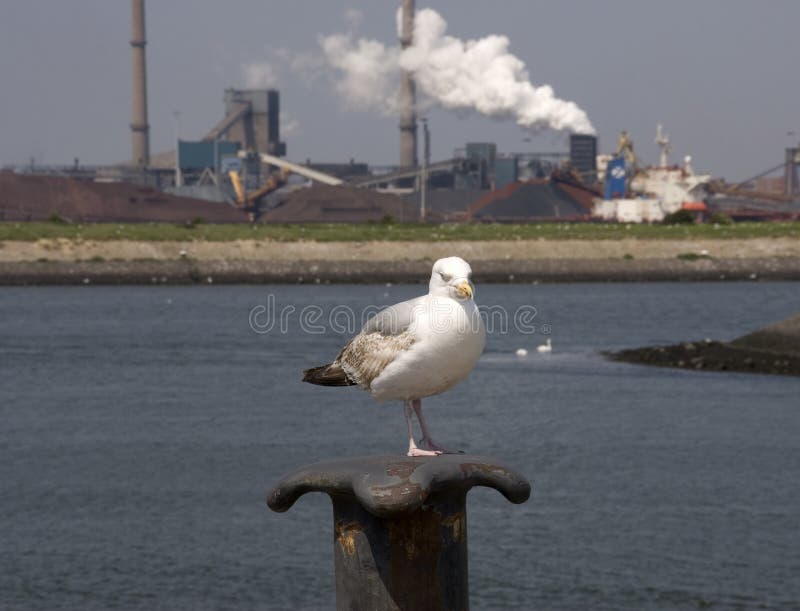 Seagull