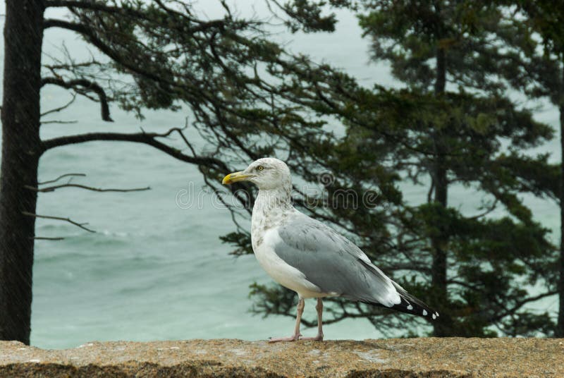Seagull, Acadia National Park, Maine. Seagull Posing near Otter Cliffs in Acadia National Park on Mount Desert Island, Maine, USA royalty free stock photography Seagull, Acadia National Park, Maine. Seagull Posing near Otter Cliffs in Acadia National Park on Mount Desert Island, Maine, USA royalty free stock photography