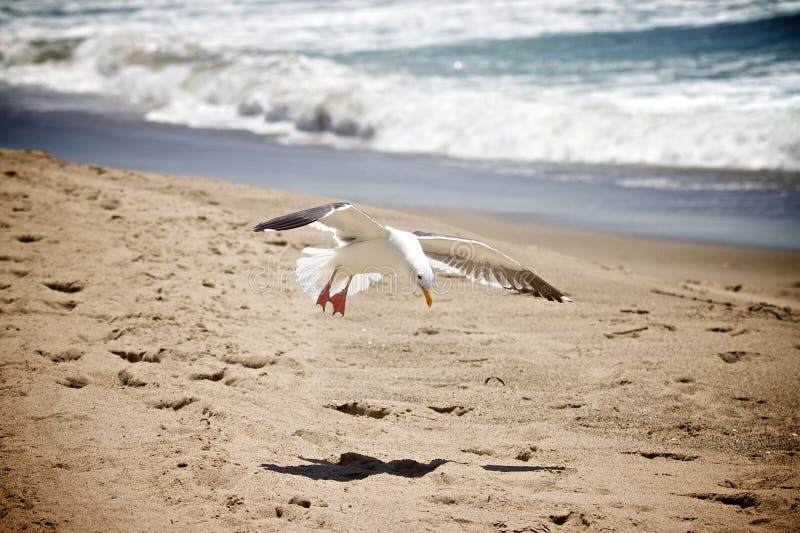 Seagull-Beach