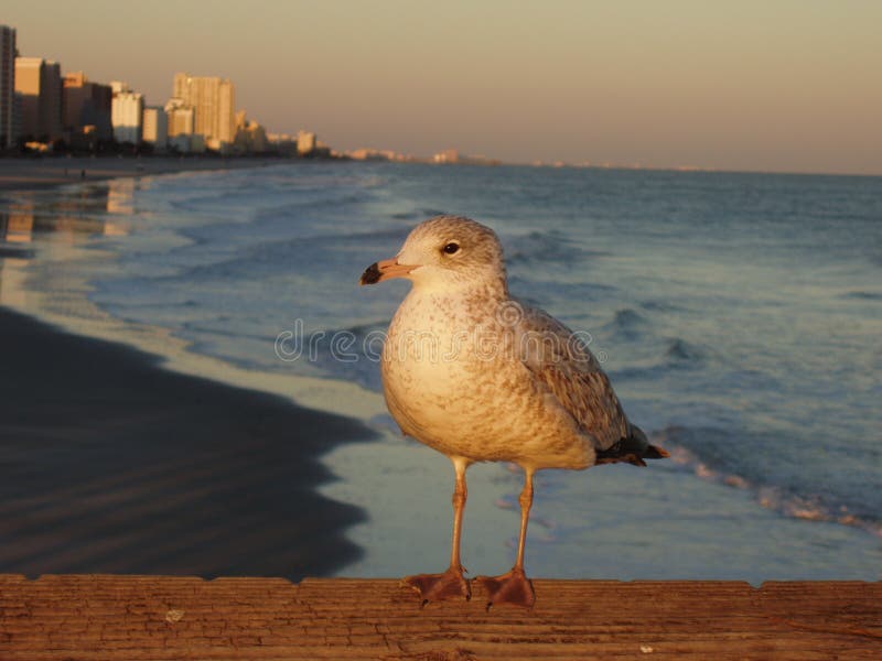 Seagull at the Beach