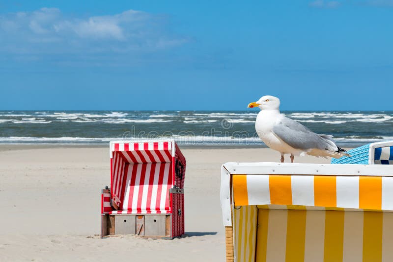 Seagull, beach basket, beach, sea, Langeoog