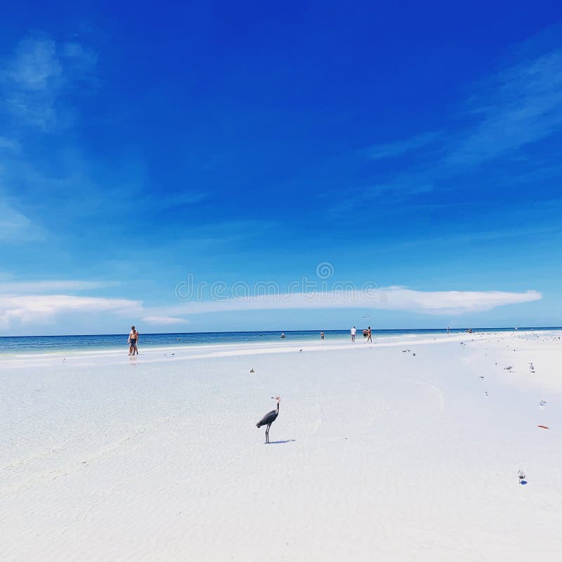 A Seagull Beach Day